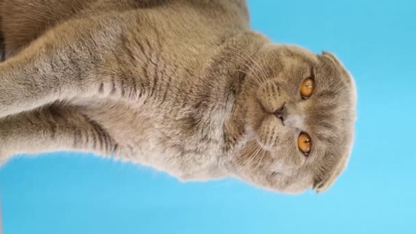 Scottish Silver Cat Thick Luxurious Fur Bright Yellow Eyes Blue — Stockvideo