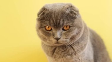 Scottish tabby cat sits on a yellow background. A gray cat with yellow eyes is looking at the camera.
