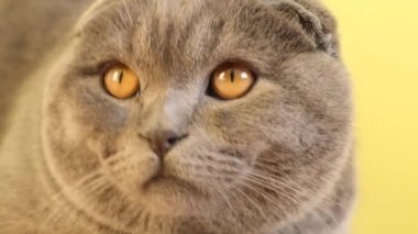Scottish Fold gray cat with big yellow eyes sitting on a yellow background. The cat is looking directly at the camera.