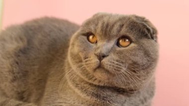 A young Scottish tabby gray cat with big yellow eyes sits on a pink background. A gray cat looks straight into the camera.