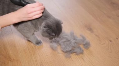 Combing the fur of a Scottish tabby cat. A gray cat sheds fur. Cat fur care.