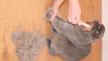Vertical video. Combing the fur of a Scottish tabby cat. Gray cat sheds fur. Cat fur care