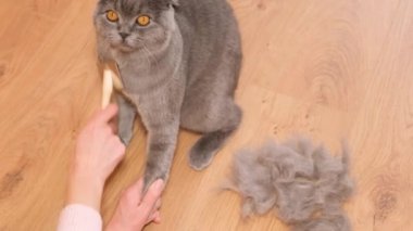 Deri değiştirme döneminde kedi kürküne özen ve temizlik. Bir insan, İskoç tekir kedisini elle tarar, kürkü ahşap bir tarakla çizer..