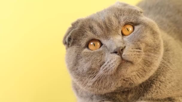 Porträt Einer Schottischen Tabby Katze Auf Gelbem Hintergrund Eine Graue — Stockvideo