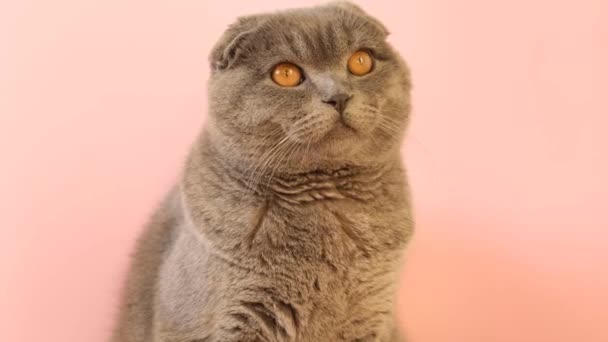 Кошка Умной Внешностью Розовом Фоне Красивые Жёлтые Глаза Шотландского Тэбби — стоковое видео