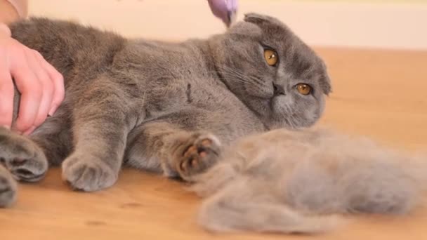 Das Fell Einer Schottischen Tabby Katze Kämmen Eine Graue Katze — Stockvideo