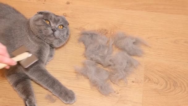Person Manually Combing Scottish Fold Cat Brush Scratching Fur Wooden — Stok video