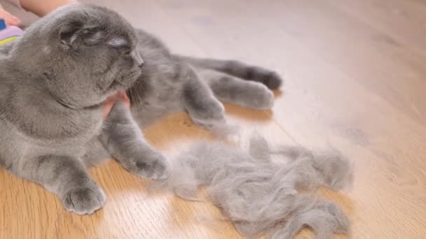 Pielęgnacja Czyszczenie Płaszcza Kotów Podczas Zrzucania Przeczesywanie Szkockiego Czepka Ręcznie — Wideo stockowe