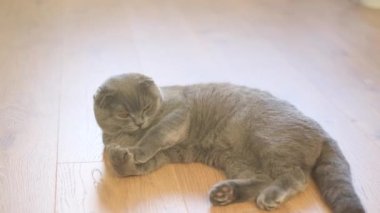 gray Scottish Fold cat is lying on the floor and resting. A beautiful cat at home.