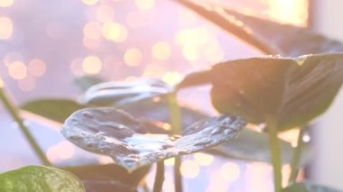 Macro video of rain falling on a green leaf of a plant against the background of sunlight. Summer tropical rain. The nature of the rainy season. Slow motion