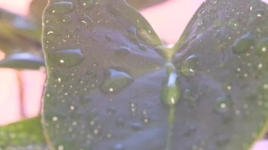 Close-up of a green plant leaf with raindrops on a sunset background. Summer tropical rain. Macro video