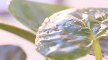 Macro video of rain falling on a green leaf of a plant against the background of sunlight. Summer tropical rain. The nature of the rainy season. Slow motion