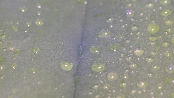 在阳光的映衬下 热带雨落在植物的绿叶上 夏天的热带雨 视频宏观拍摄 — 图库视频影像