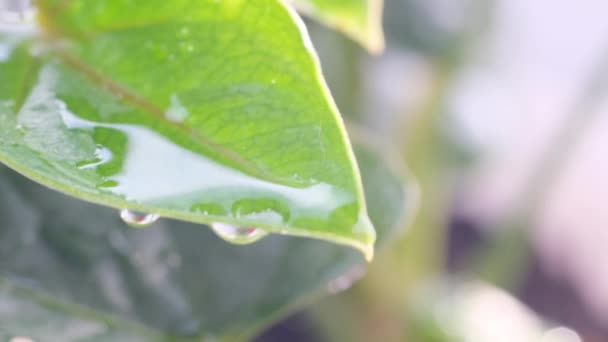 Капли Дождя Зеленом Листе Тропическом Лесу Крупный План Дождя Джунглях — стоковое видео
