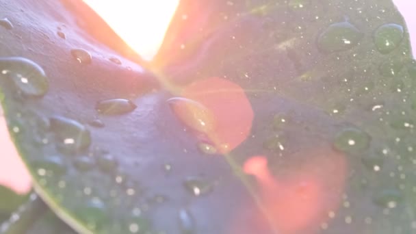 夏の雨は日没の背景に植物の緑の葉に落ちます 夏の熱帯雨 マクロビデオ — ストック動画