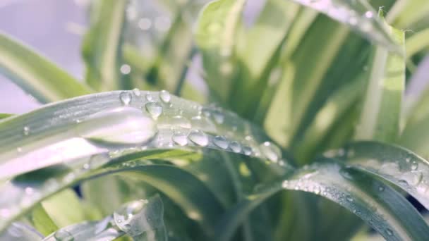 Σταγόνες Βροχής Πέφτουν Όμορφα Πράσινα Φύλλα Πρωινή Δροσιά Πέφτει Από — Αρχείο Βίντεο