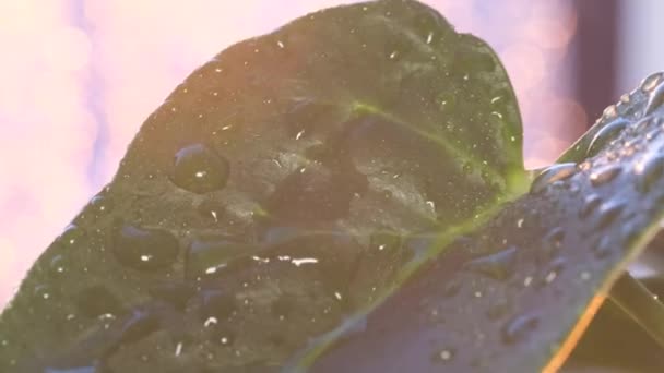 Тропічний Дощ Падає Зелений Лист Рослини Тлі Сонячного Світла Літній — стокове відео
