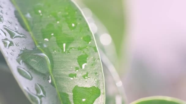 Большие Капли Дождя Падают Зеленый Лист Растения Летний Дождь Лесу — стоковое видео