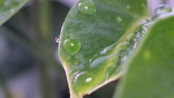 Light Rain Falling Leaves Dense Forest Close Rain Jungle Water — Stok Video