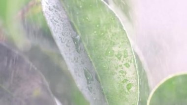 Slow motion of rain falling on green leaves. Drops of water or rain in a tropical forest.