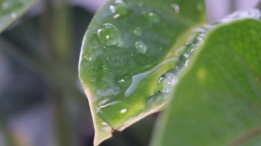 Yağmur sırasında ıslak yeşil yaprakları kapatın. Bir damla su ya da yaprağın üzerine düşen yağmur. Yavaş çekim
