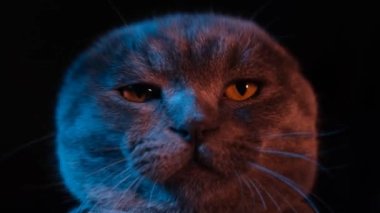 A beautiful cat that dances funny shaking its head on a black background. 4k video
