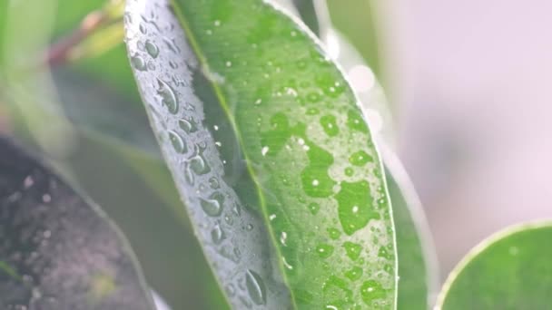Slow Motion Raindrop Runs Green Leaf Dew Rain Rainforest — Stockvideo