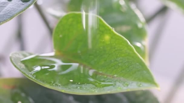 Drop Rain Runs Green Leaf Dew Rain Rainforest Slow Motion — Wideo stockowe