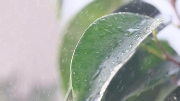 Wet Green Leaves Rain Drops Water Rain Fall Leaves Dew — Wideo stockowe