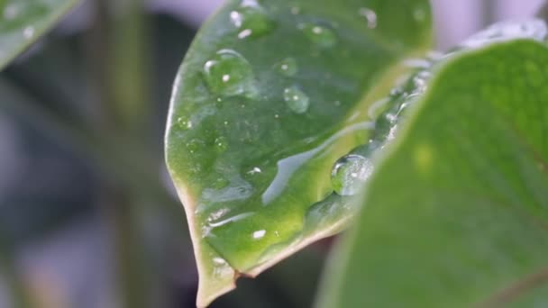 Close Wet Green Leaves Rain Drops Water Rain Falling Leaf — Wideo stockowe