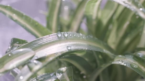 Super Slow Motion Water Drops Falling Green Leaves Summer Tropical — Wideo stockowe