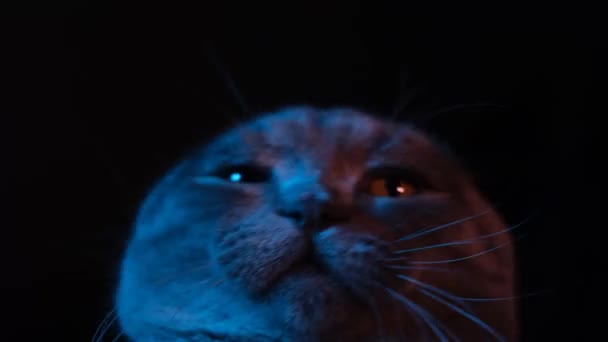 Portrait Cat Dances Funny Shaking Its Head Black Background Video — Wideo stockowe