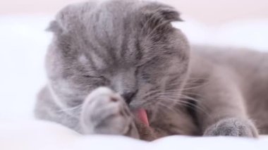 A Scottish tabby cat lies on a snow-white bed and licks itself. Beautiful gray cat
