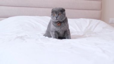 A beautiful Scottish fold kitten is sitting on a large bed with white bedding. 4k video