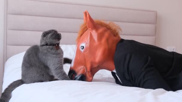 Beautiful Scottish Fold Kitten Plays Its Owner Horse Mask Games — Video Stock