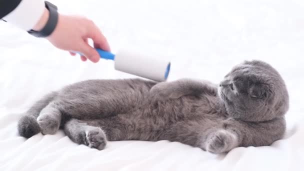 Mans Hands Remove Fur Beautiful Gray Cat Sticky Roller Shedding — 图库视频影像
