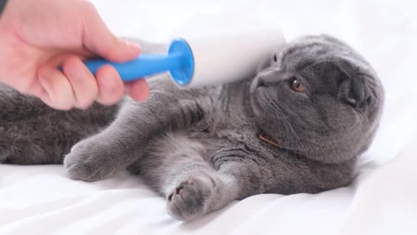 Removing Hair Gray Cat Sticky Roller Molting Period Cats — Vídeos de Stock