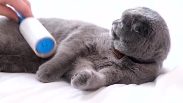 Χρησιμοποιώντας Ένα Κολλώδες Ρολό Για Αφαιρέσετε Μαλλιά Από Μια Γάτα — Αρχείο Βίντεο