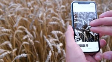 Close-up of a mans hand taking a macro shot of an ear of wheat using a smartphone. A farmer photographs grain crops. Photographer in the field