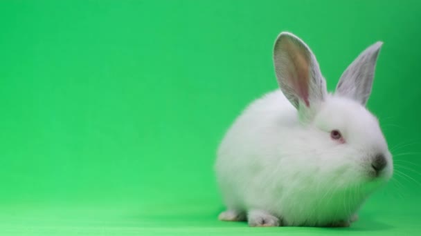 Little White Rabbit Long Mustache Sits Studio Green Background Looks — Video Stock