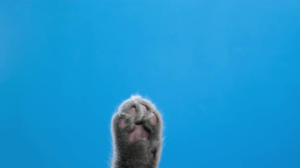 灰色の猫は足で青いクロマキー画面に触れます 動物に関する広告 4Kビデオ — ストック動画