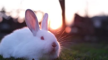 A bunny on a lawn at sunset creates a cute animal concept. Easter symbol concept. 4k video