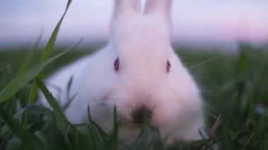 A beautiful cute bunny is eating green grass. Slow motion. 4k video