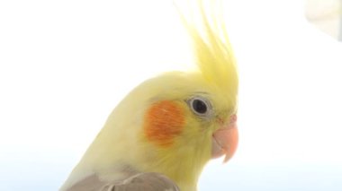 Yellow parrot with big bangs in bright sunlight. Parrot head close-up on a white background.