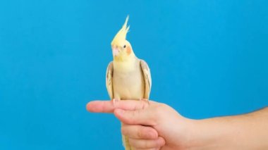 A yellow crested parrot on a bright blue background is sitting on a persons finger. Extremely beautiful birds. Shooting a purebred parrot