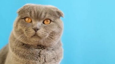 Thoughtful serious gray cat with big yellow eyes on a blue background. Shooting funny pets.