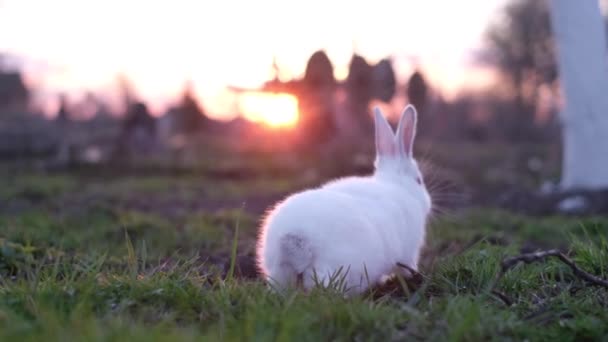 Милый Белый Кролик Прыгает Зеленой Траве Саду Закате Концепция Кроличьей — стоковое видео