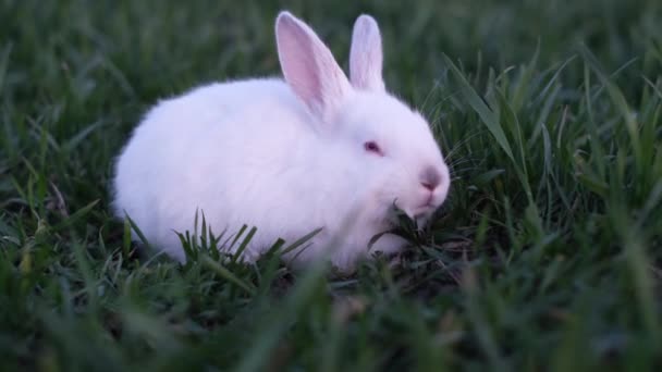 红色大眼睛的白兔 绿色的草地上 农场里正在繁殖的兔子 — 图库视频影像