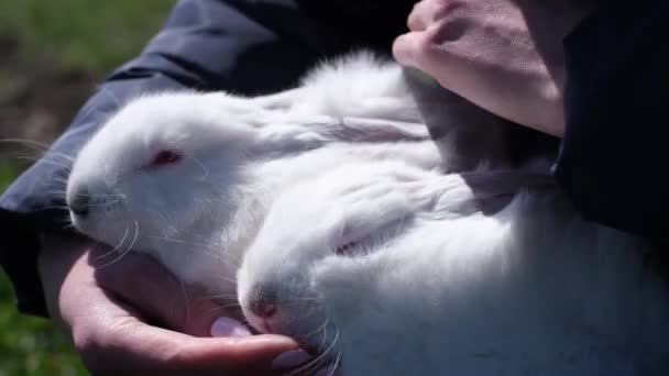 一只可爱的白兔在一个女人的怀里抚摸着它的毛皮时的特写 漂亮的兔子 — 图库视频影像