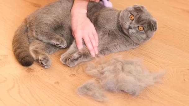 Beautiful Gray Purebred Cat Lies Floor While Being Combed Hair — Stok video